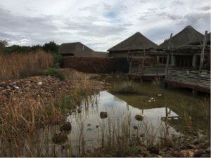 safari in South Africa