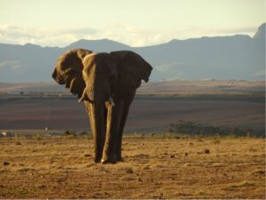 safari in South Africa