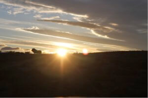 safari in South Africa