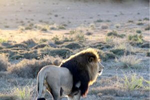 safari in south Africa