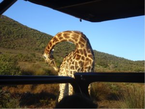 safari in south Africa