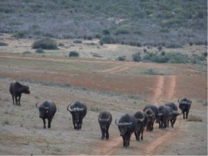 safari in south Africa