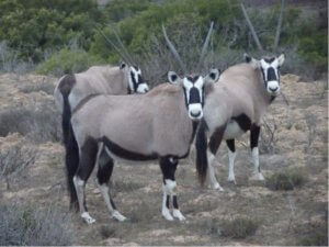 safari in south Africa