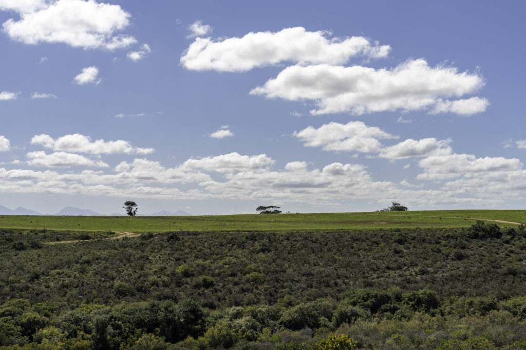 Safari and Elephant experience in South Africa