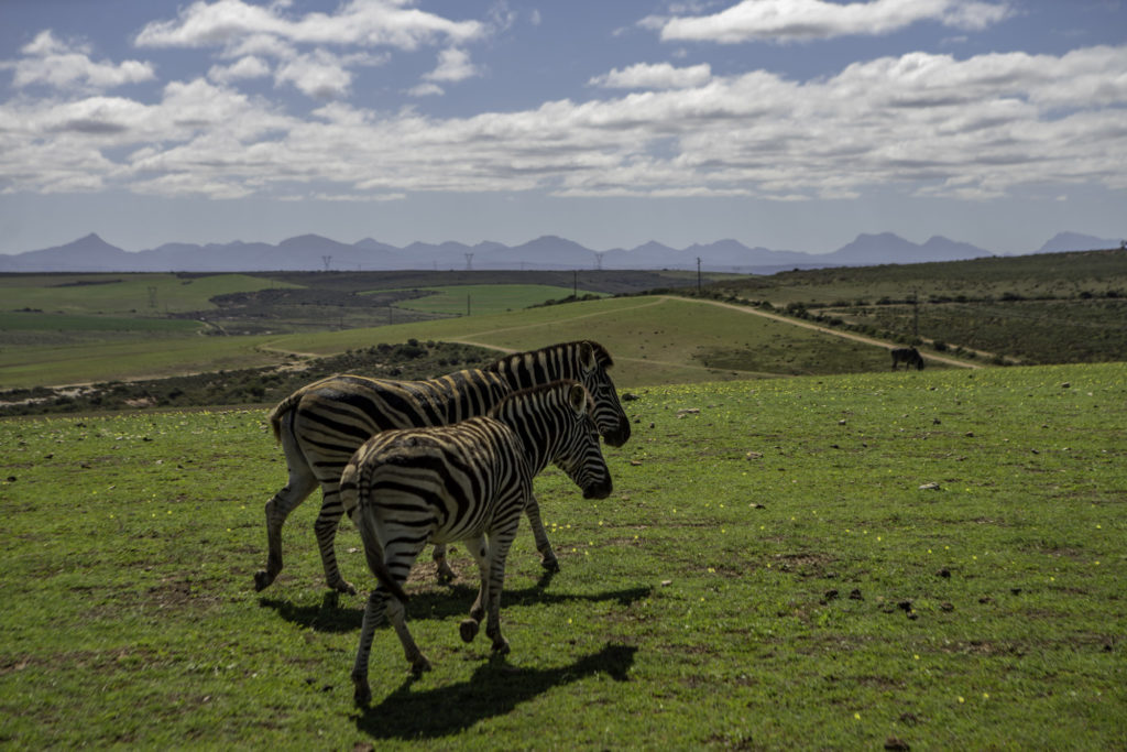 Safari and Elephant experience in South Africa