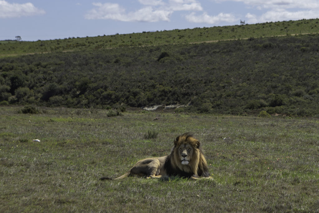 Safari and Elephant experience in South Africa