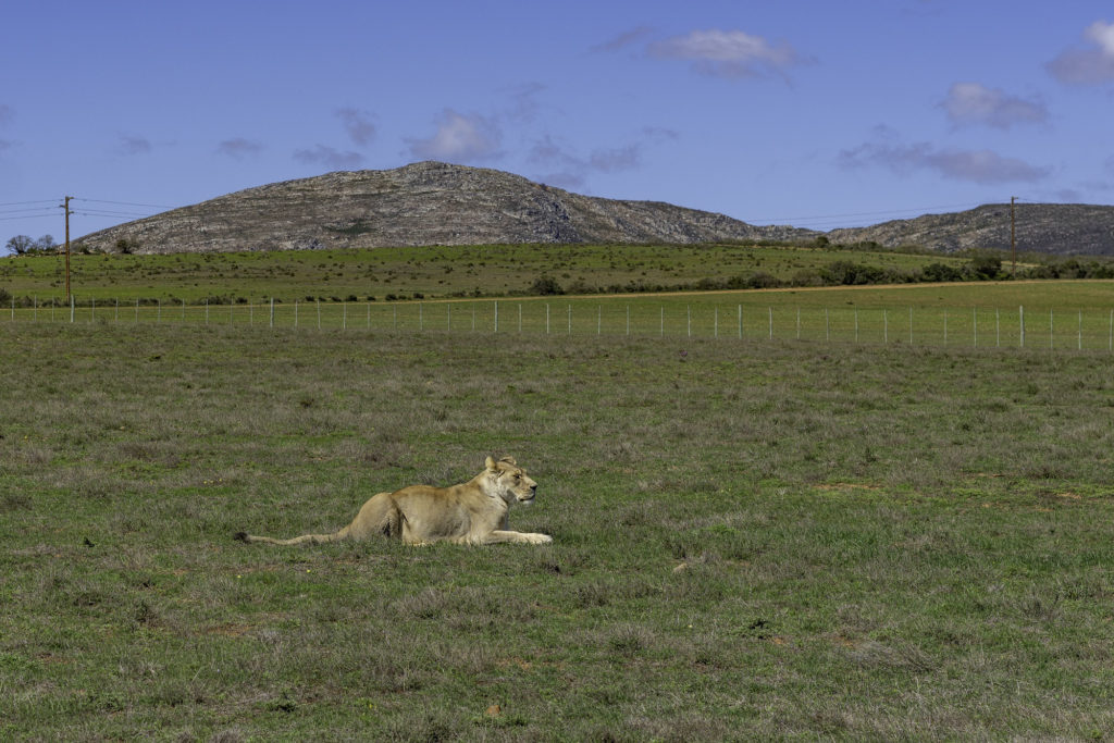 Safari and Elephant experience in South Africa