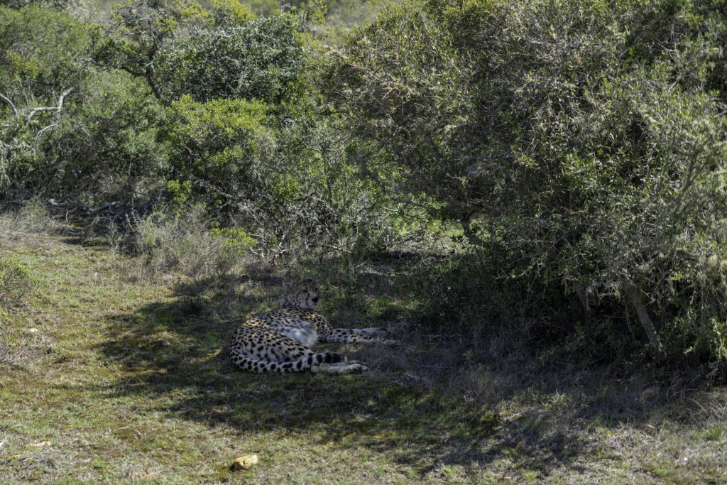 Safari and Elephant experience in South Africa