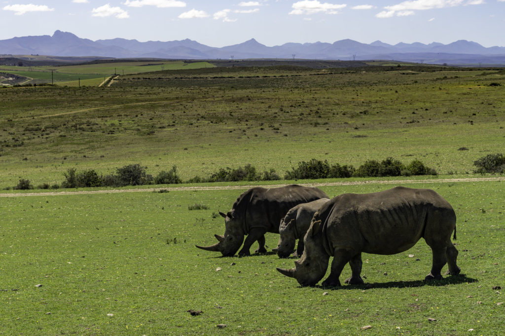 Safari and Elephant Experience in South Africa